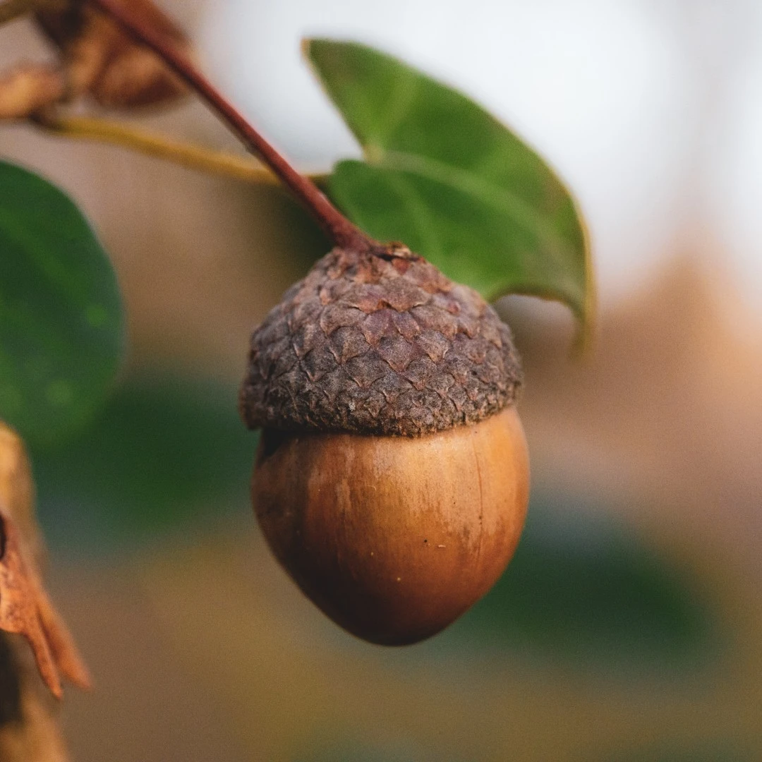 acorn